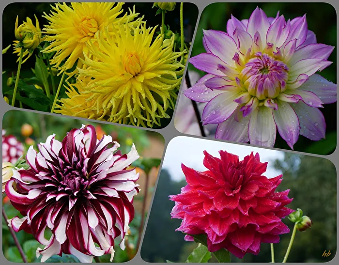 Dahlias