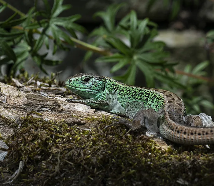 Lizard...
