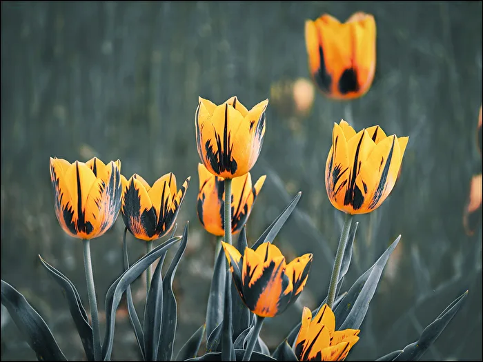 Tulips in full bloom.