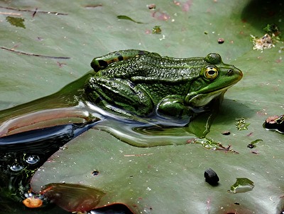 Froschkönig