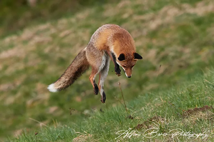 Rotfuchs