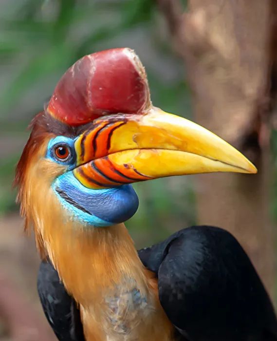 Tukan Zoo Köln