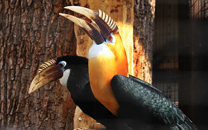 Papuan Hornbill