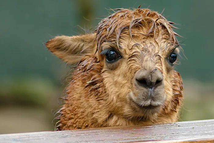 Alpaca