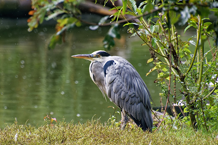 Fischreiher