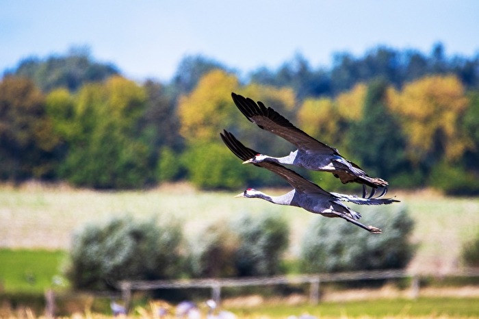 Kraniche im Flug