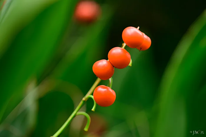 Campanillas de mayo (Convallaria majalis)