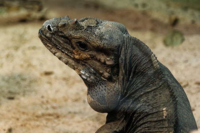 Nashornleguan