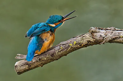 Eisvogel mit geöffnetem Schnabel
