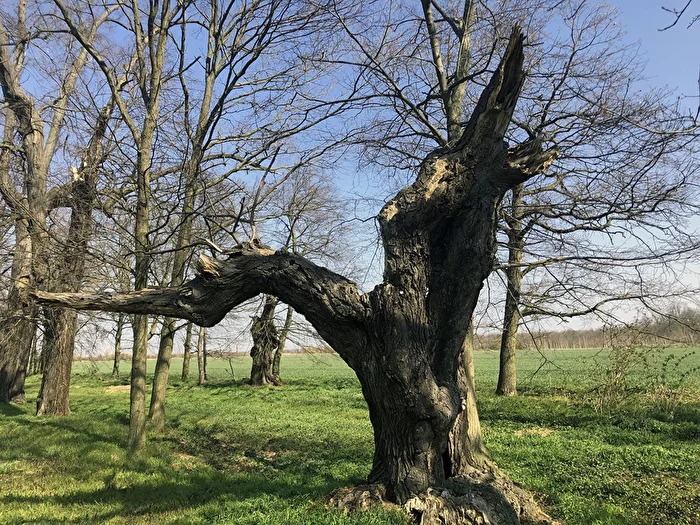 Tree Sculpture