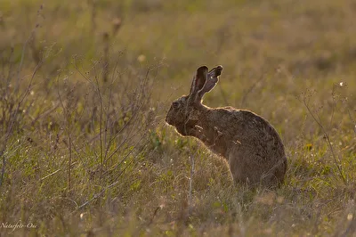 Putzwahn