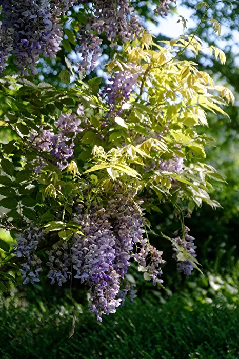 Blauregen