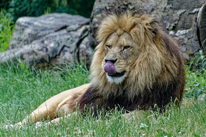 Lion