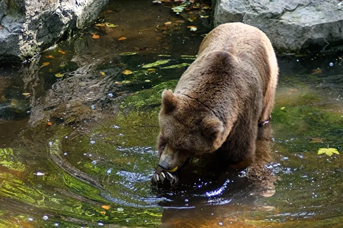 Brown bear