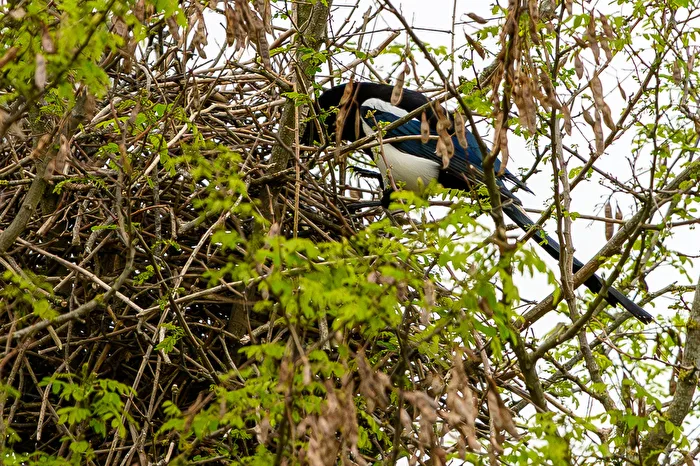 Magpie at about 20m height