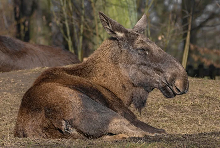 tired moose cow
