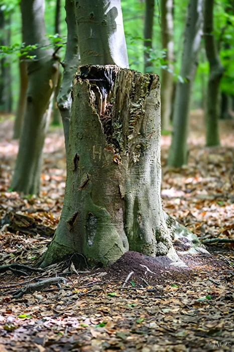 Tree Stump Portrait