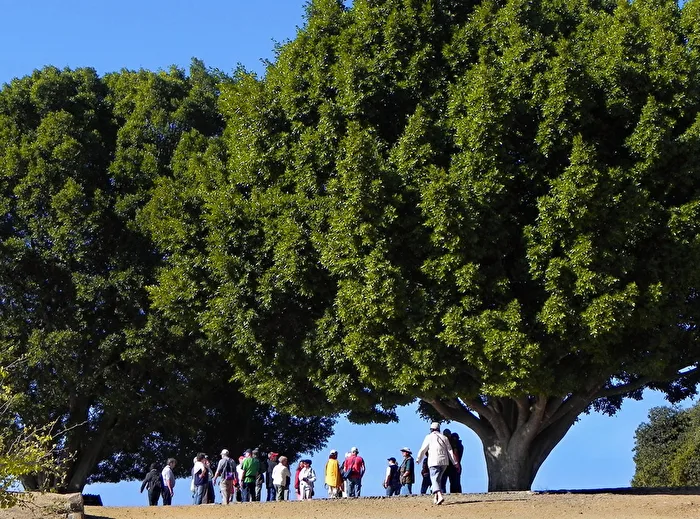 #Baum - Schattenspender in Mexiko