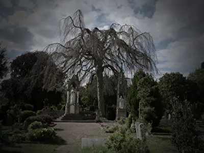 Trauerweide