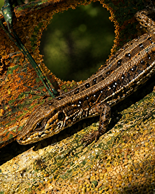 Zwischen Schatten und Wildnis