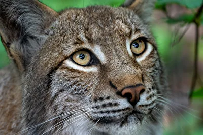 Luchs "Paul"