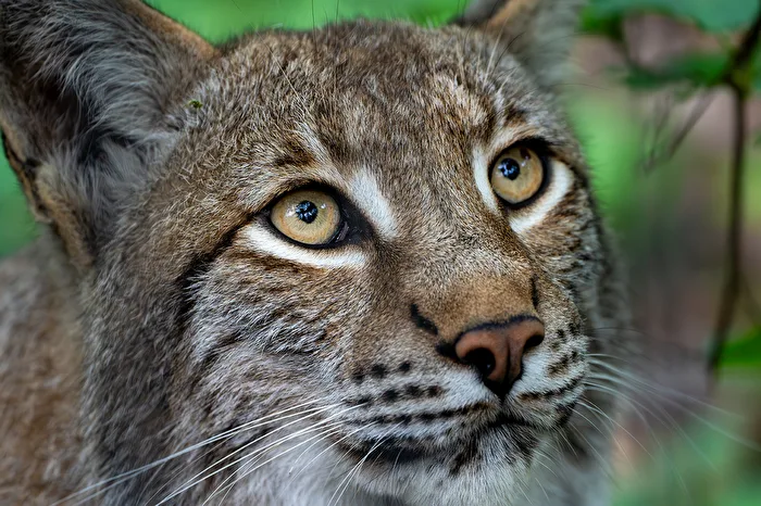 Luchs "Paul"