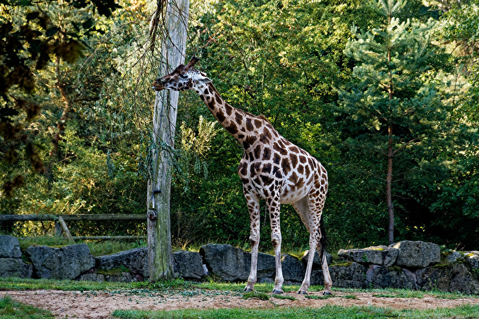 Giraffe