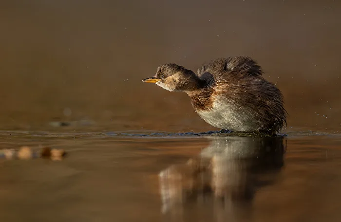 Little grebe in winter plumage