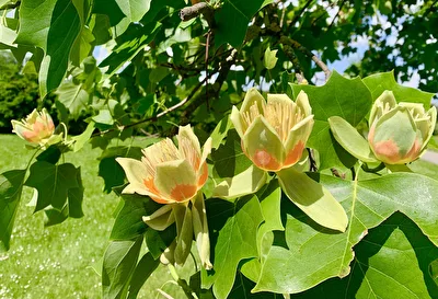 Drei Blüten