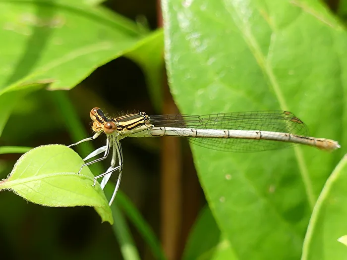 Libélula