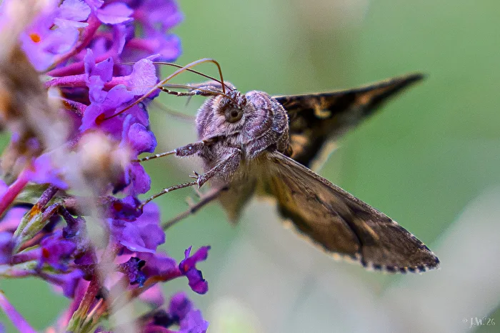 Gamma moth