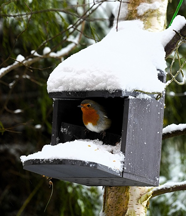 Rotkelchen am Futterhaus