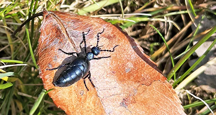 Der Schwarzblaue Ölkäfer: Insekt des Jahres 2020 ( heute am Kulkwitzer See in Leipzig fotografiert)