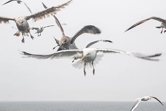 Seagulls accompany the ferry