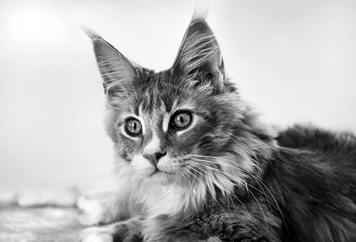 Marutschi..