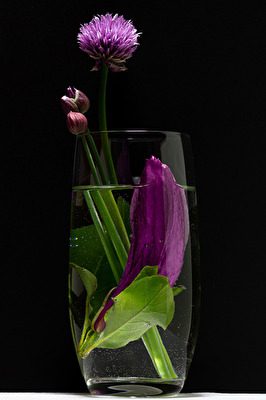 Schnittlauch im Dialog mit Magnolie