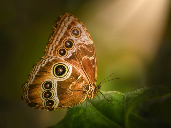 Blaue Morphofalter (Morpho peleides)