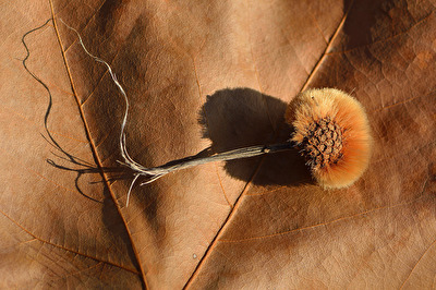 Platane - Frucht und Blatt im Herbst