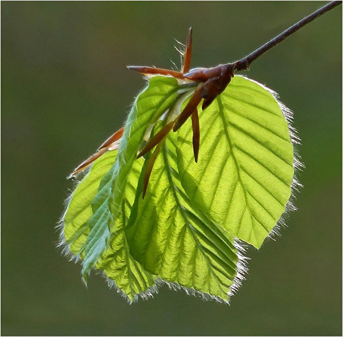 Flüchtiger Frühlingsmoment