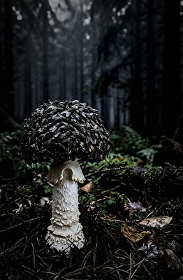 Fliegenpilz