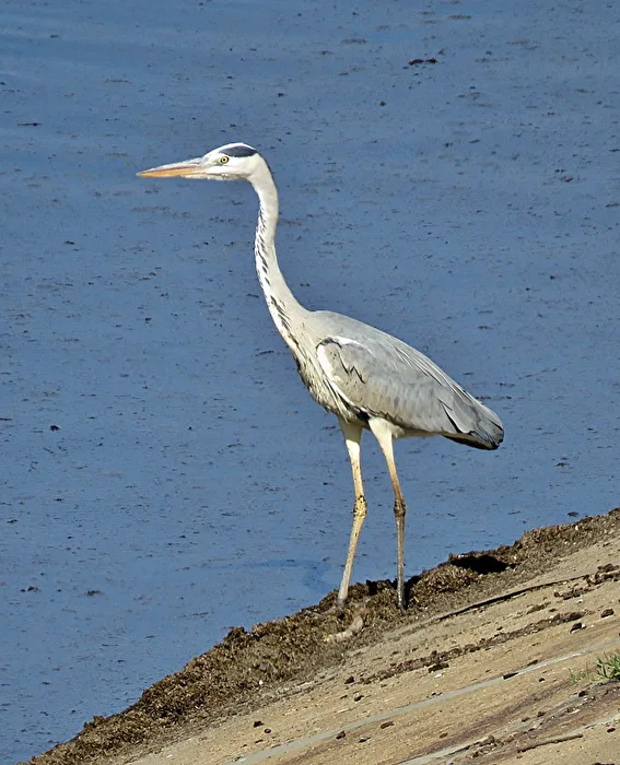 Reiher