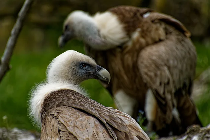 Griffon Vulture