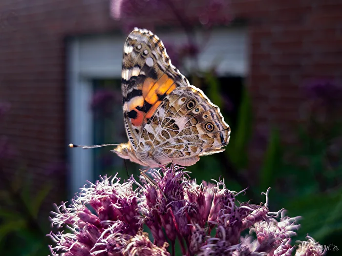 Thistle butterfly (Vanessa cardui)