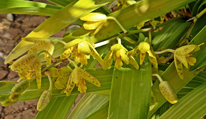 Ansellina Africana