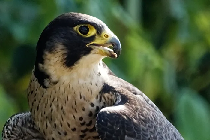 Wanderfalke
