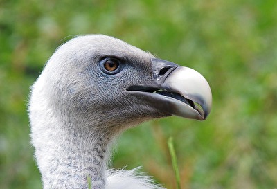 Geier, mein Name ist Geier