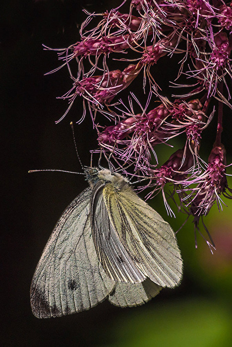 Kleiner Kohlweißling (Pieris rapae)