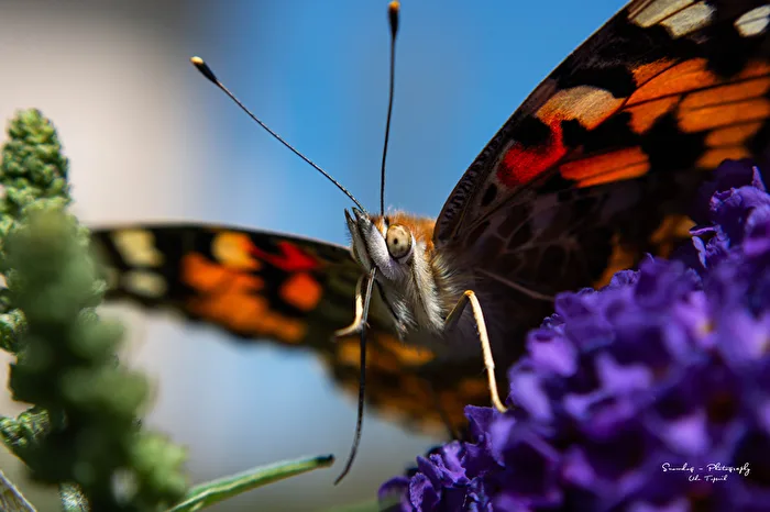 Wildlife