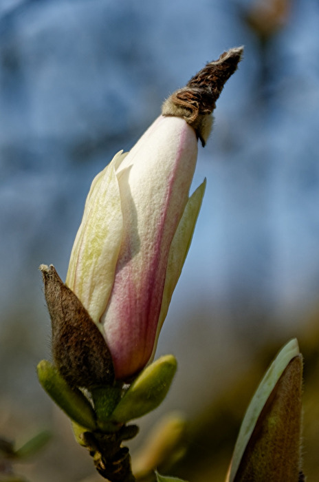 Magnolienblüte