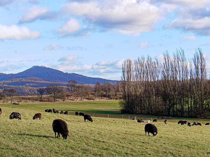 Weide mit Blick auf das Siebengebirge - Schafe auf dem Rodderberg (Bonn)
